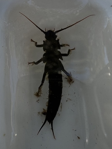 iNaturalist observation photo of Giant Stoneflies and Salmonflies