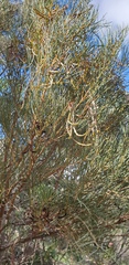 Acacia calamifolia
