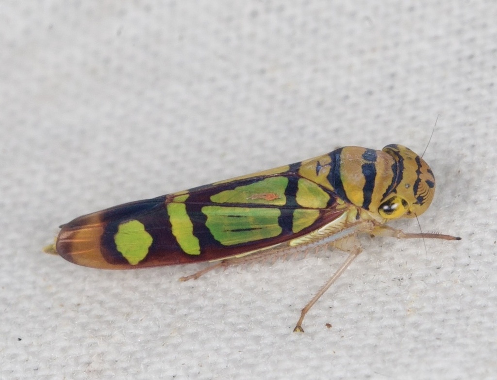 Dilobopterus instratus