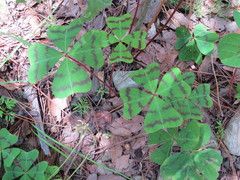 Oxalis tetraphylla