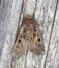 Euxoa divergens