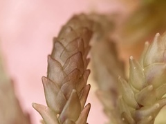 Sphagnum magellanicum