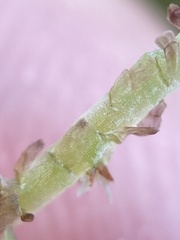 Sphagnum magellanicum