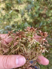 Sphagnum magellanicum