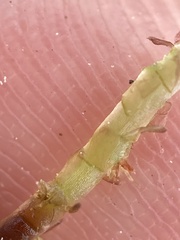 Sphagnum magellanicum