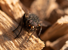 Calliphoroides antennatis