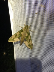 Xylophanes fusimacula