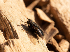 Calliphoroides antennatis