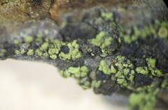 Calicium pinicola