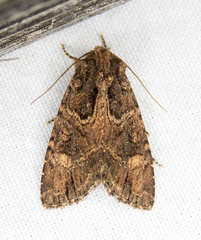 Aseptis binotata