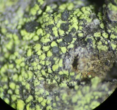 Calicium pinicola