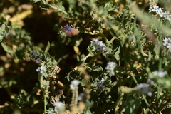 Brephidium exilis