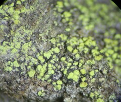 Calicium pinicola