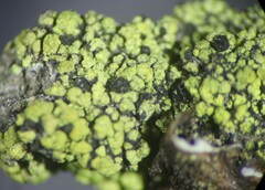 Calicium pinicola