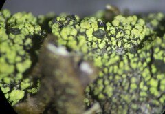 Calicium pinicola