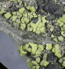 Calicium pinicola