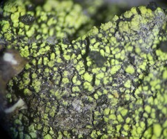 Calicium pinicola