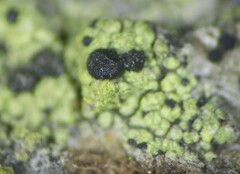 Calicium pinicola