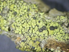 Calicium pinicola