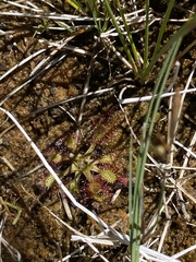 Drosera anglica