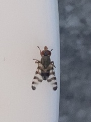 Pseudotephritina