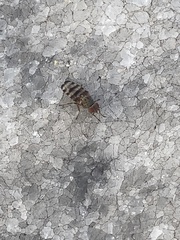 Pseudotephritina