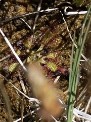 Drosera anglica