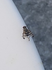Pseudotephritina
