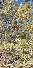 Santalum spicatum