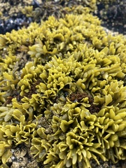 Pelvetiopsis limitata