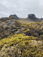 Pelvetiopsis limitata