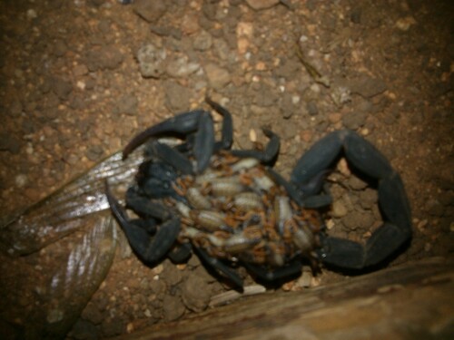 Centruroides nigrescens
