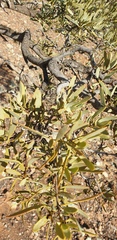 Santalum spicatum