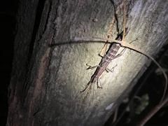 Anisomorpha ferruginea