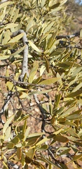 Santalum spicatum