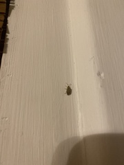 Xanthogaleruca luteola