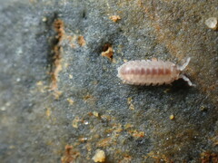 Armadilloniscus lindahli