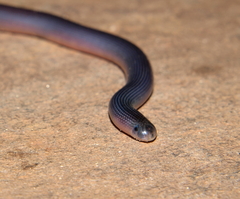 Afrotyphlops mucruso
