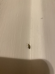 Xanthogaleruca luteola