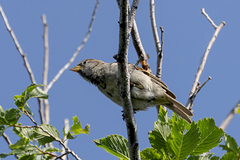 Passer domesticus