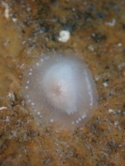 Conualevia alba