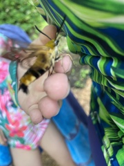 Cephonodes hylas hylas