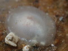 Conualevia alba