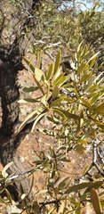 Santalum spicatum