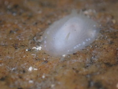 Conualevia alba