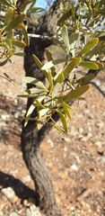 Santalum spicatum