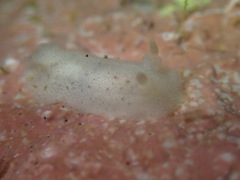 Atagema alba