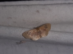 Leptostales ferruminaria