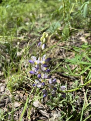 Lupinus neomexicanus