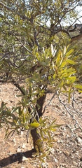 Santalum spicatum